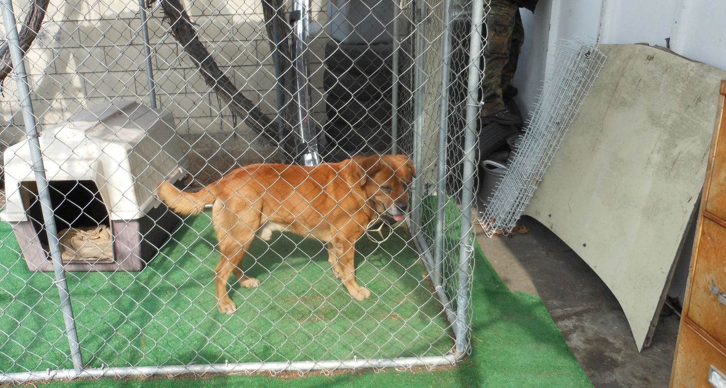 Der Besitzer meinte, wir sollten immer ein Auge auf den Hund werfen ...